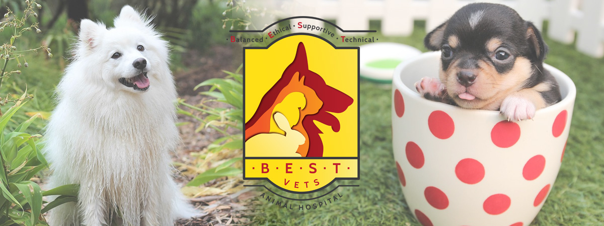 Reivews for B.E.S.T. VETS Animal Hospital - Sanford
