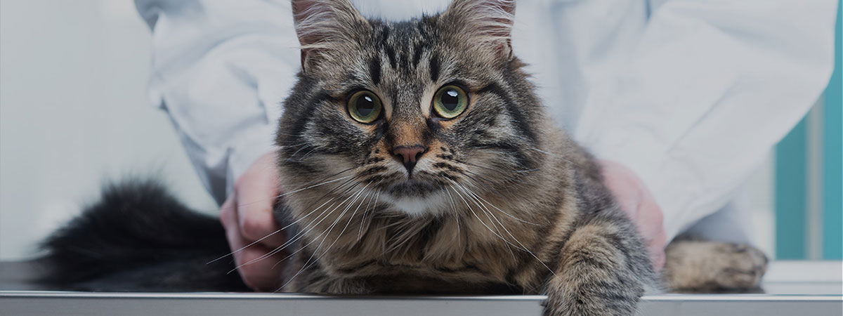 Cat at a vet's Office