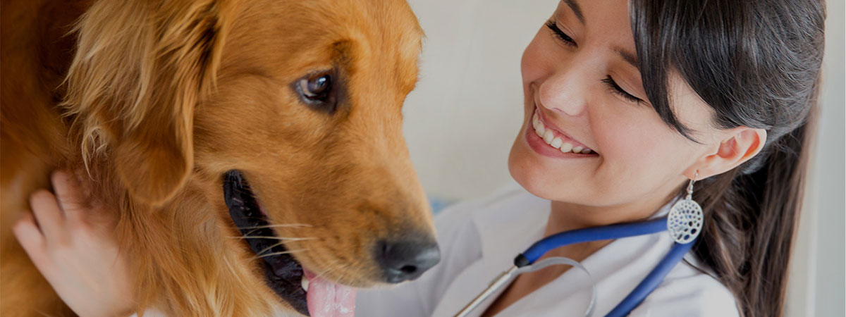 A veterinarian examining a dog